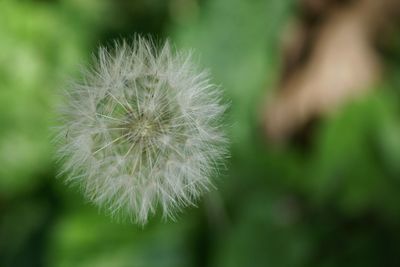 Close-up of dandelion flower