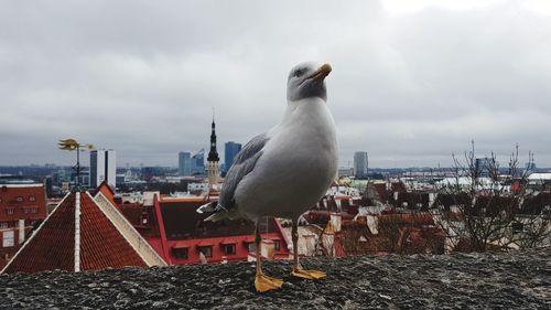 Seagull perching on a city