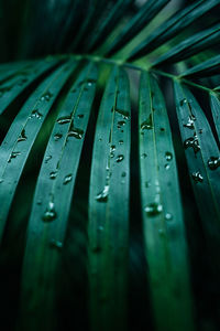 Close-up detail of a green palm leaf with raindrops. summer tropical natural exotic background.
