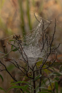 Close-up of dead plant