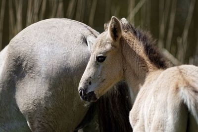 Close-up of horse and foal outdoors