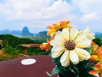 Close-up of flowering plant against cloudy sky