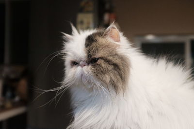 Close-up of white cat at home