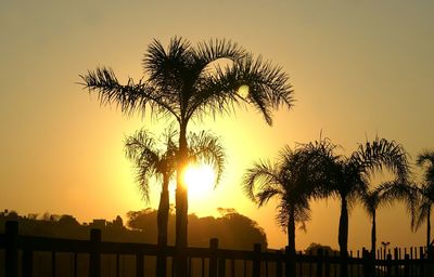 Silhouette of palm trees at sunset