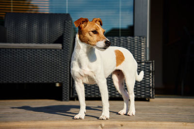 Dog walks on suburban house terrace at summer day. adorable pet posing outside. jack russell terrier