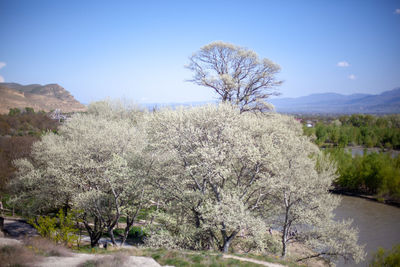 View of trees on landscape against clear blue sky