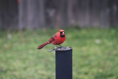 Close-up of bird perching on metal fence