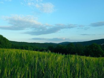 Scenic view of agricultural field against sky