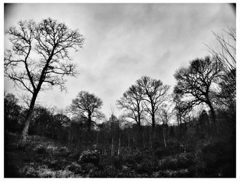 Trees in forest against sky
