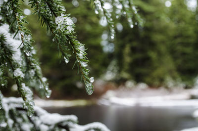 Close-up of pine tree