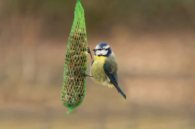 Close-up of bird perching on feeder