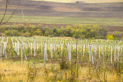 Scenic view of vineyard