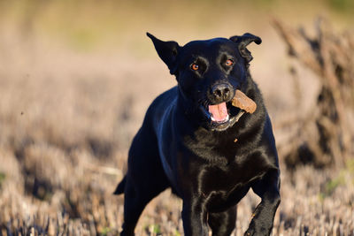 Close-up of dog standing on field