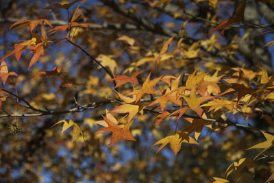 Close-up of maple leaves on tree