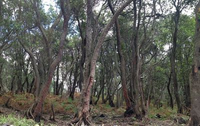 Trees in forest