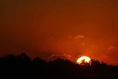 Silhouette trees at sunset