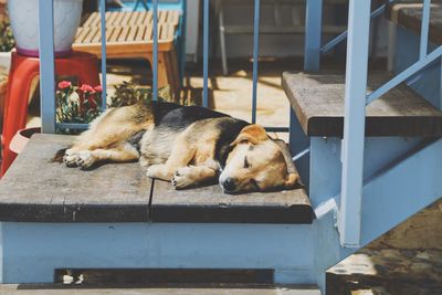 View of a sleeping cat