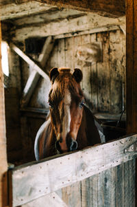 Portrait of horse in stable