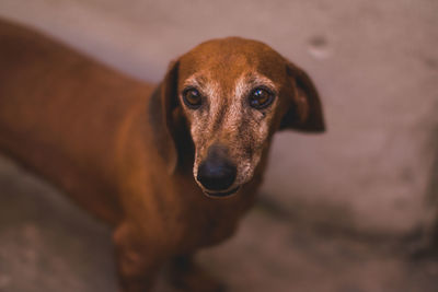 Close-up portrait of a dachshund dog