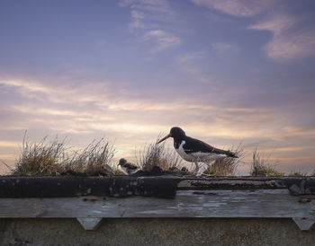 Pigeons on a plant against sky during sunset