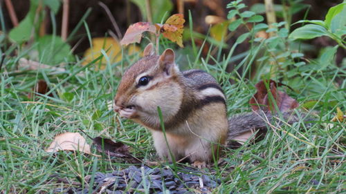 Squirrel on field