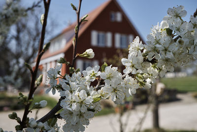 Close-up of white flowers on tree