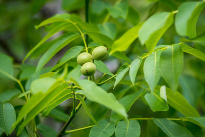 Small green walnuts and large leaves in tree, in direct sunlight in a garden in a sunny summer day