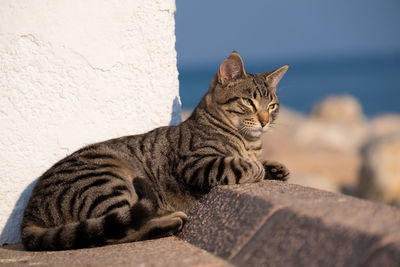 Close-up of a cat resting against wall