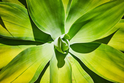 Full frame shot of green leaves