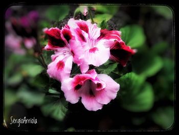 Close-up of pink flowers