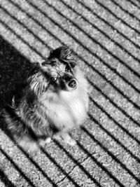 High angle view of dog looking away