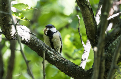 Low angle view of bird perching on tree