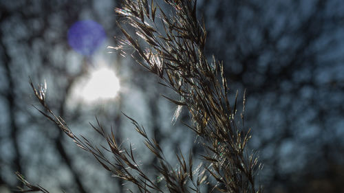 Low angle view of frozen plant