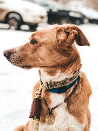 Close-up of a dog looking away