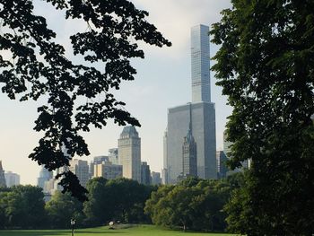 Trees in city against sky