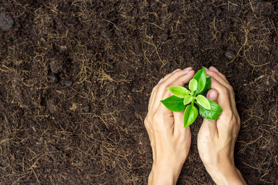 High angle view of hand holding plant on field