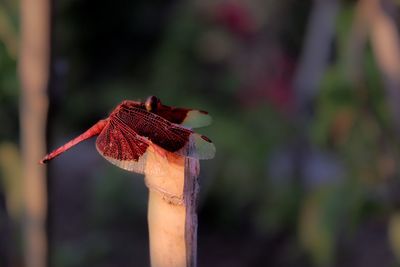 Close-up of plant against blurred background