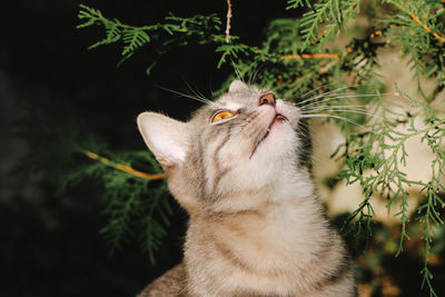 Close-up of a cat looking up