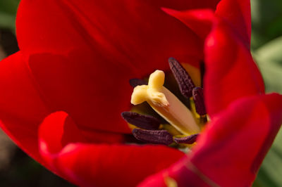 Close-up of red tulip