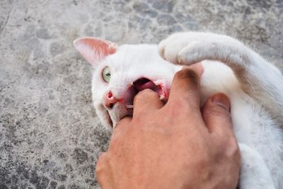 Close-up of hand with cat