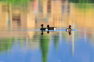 Ducks swimming on lake