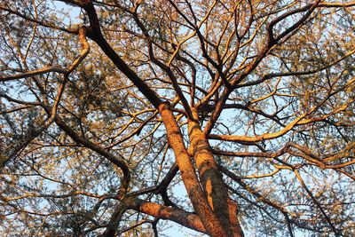 Low angle view of tree in forest