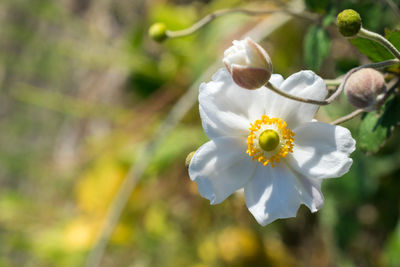 Close-up of flower blooming outdoors