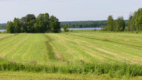 Scenic view of grassy field against sky