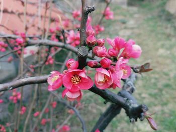 Close-up of pink flowering plant