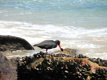 Black oystercatcher with mussel in beak on rock