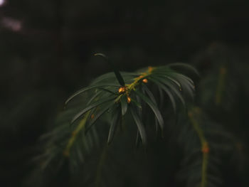 Close-up of fresh green leaves on field