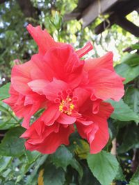 Close-up of pink hibiscus blooming outdoors