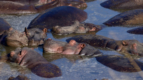 A pod of hippos, hippopotamus amphibius, huddle together in the mara river, masai mara, kenya.