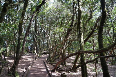 Footpath amidst trees in forest